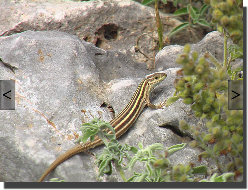 Podarcis peloponnesiacus